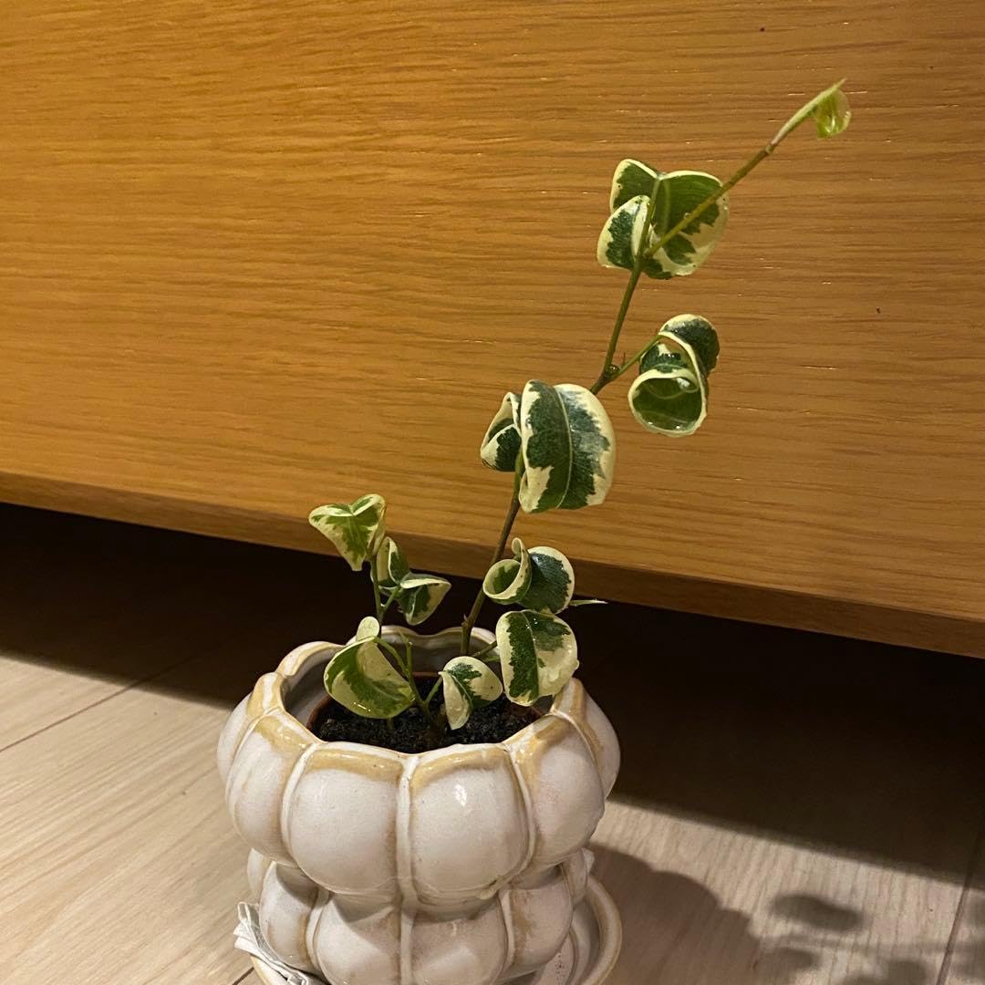 Amazon｜観葉植物ベンジャミンバロック斑入り シタシオン ポットごと